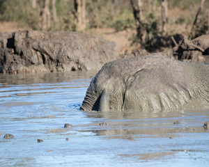 Elephant Mud Bath