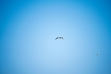 seagull in flight