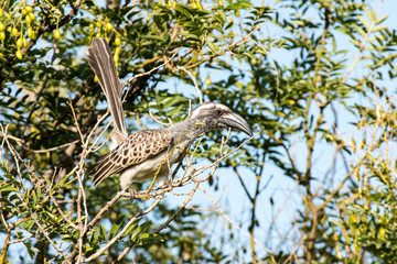 Brown Hornbill