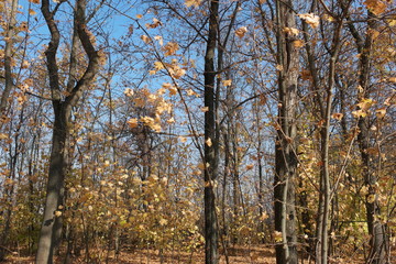 trees in autumn forest