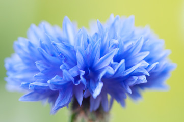 Cornflower blue