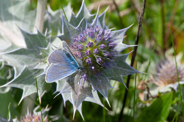 Large Blue Butterfly