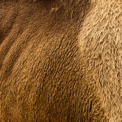 Texture and background of fur of a wild red bison