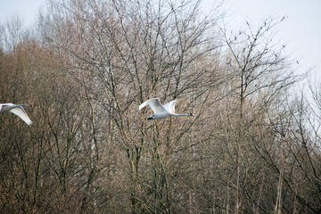 swan flying near forest