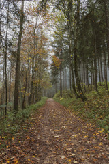 Wald im Herbst