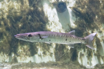 Fish swims in the aquarium of the zoo . Animals of the ocean. Fish outside.