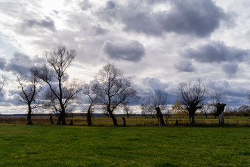 Narwiański Park Narodowy, Podlaskie wierzby, Izbiszcze, Podlasie, Polska