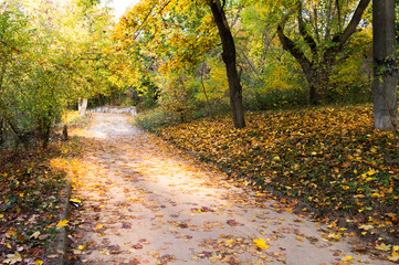 Road in the park with the falling rays of the sun in the fall.