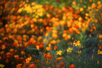 field of yellow flowers