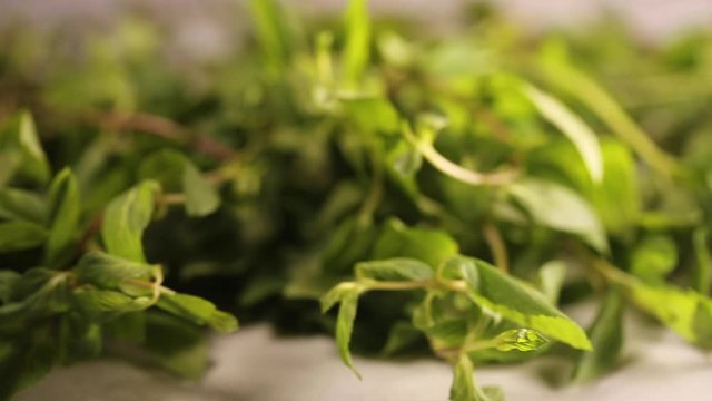 Herbal formulation from mint for tea infusion
