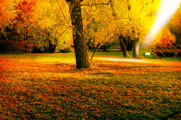Autumn park in late fall with the rays of the sun.