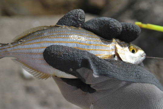 salpa fisch