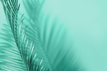Curving palm leaf and its shadow. Monochrome natural background in mint green colors