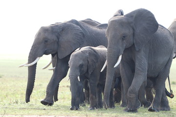 Naklejka na ściany i meble Group of elephants in the african savannah.