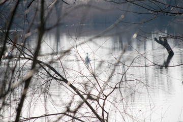 branches of a tree in winter