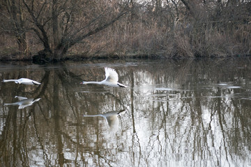 swan on lake