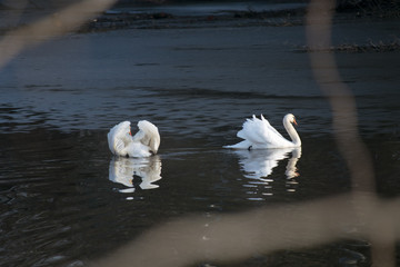 swans on the lake