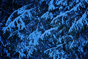 spruce branches in the snow Christmas background blue color