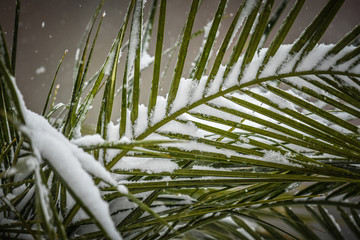 Palm branch in a snow storm not normal 