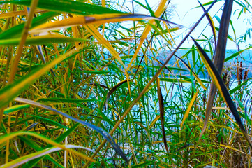 Multi-colored reed thickets on the lake.