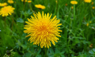 Dandelion on the field closeup