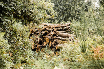 preety capture wood in the forest