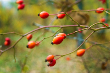 Red rose hips on the bushes in late autumn.