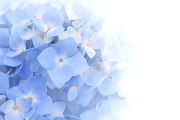 Selbstklebende Fototapeten Beautiful petal of blue Hydrangea or Hortensia flowers (Hydrangea macrophylla) fading into white background. Soft dreamy feel. Nature background. © Pichchapatr