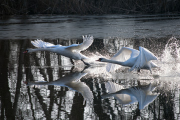 pair of great white swans taking of from peaceful lake in sunset