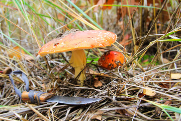 mushroom with a knife