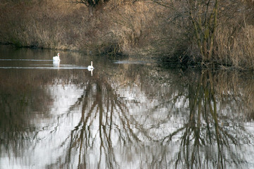 swans swimming on pond