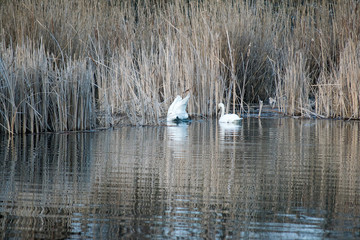 swans on lake