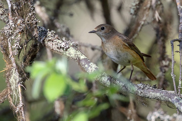 common redstart is migratory bird