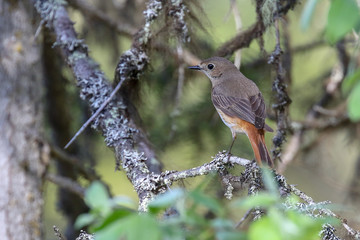 common redstart is migratory bird