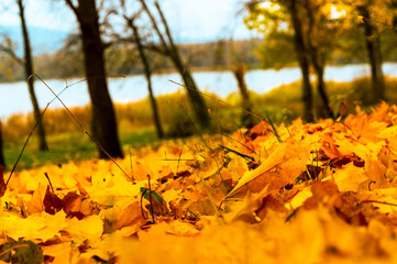 Orange colors of the autumn forest on the lake.