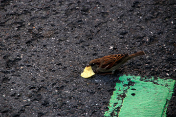 Little bird eating a chip