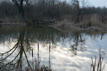 morning in the forest
