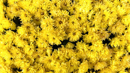 yellow flowers on a background