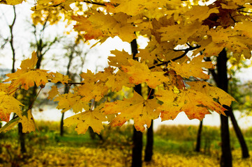 Yellow and orange leaves of trees in late autumn in the forest near the lake.