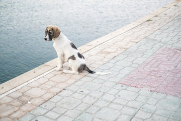 Young dog, puppy eyes, sitting by edge of lake water