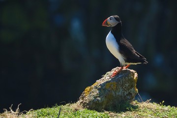 puffins on skomer island