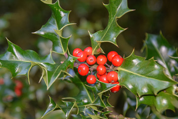 mistletoe, ivy bush in the nature on the sunny day, outdoors