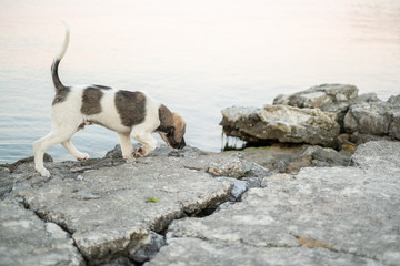 Brown and black spotted dog, sniffing along rocks beside water