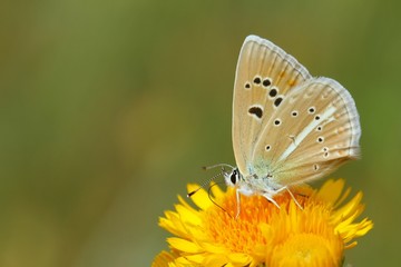 Polyommatus merhaba 723