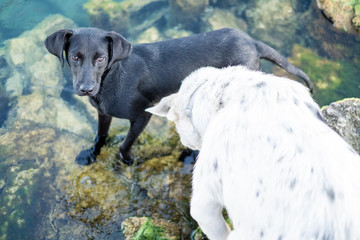 Black dog, white dog paddling in water, rock pools on lake, puppy dog © melindaelaine