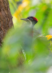 Crimson-backed flameback pecking on to a tree in search of a meal