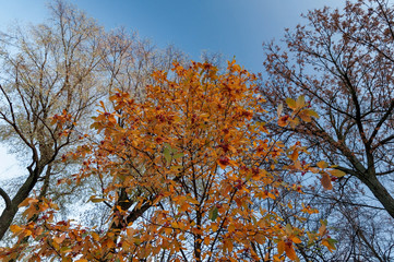Crown of a tree with yellow foliage and red berries against the background of the sky in late autumn in the rays of the evening sun