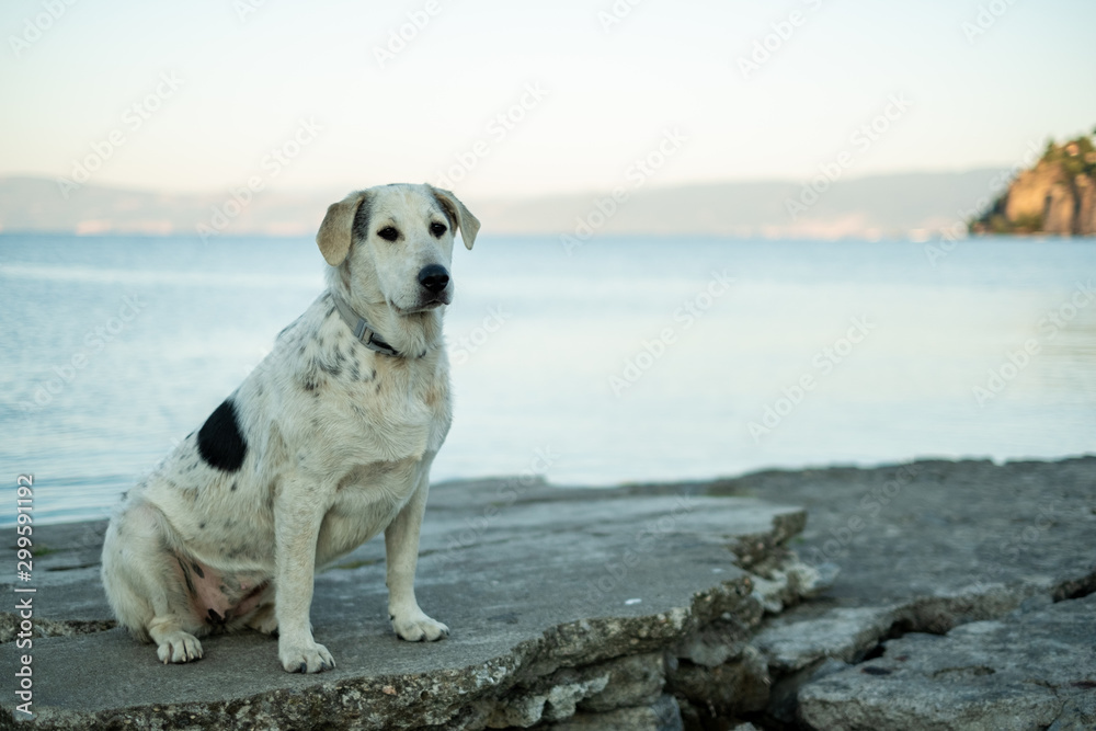 Wall mural white dog, sitting down, portrait, cute puppy, black spot, landscape, outdoors