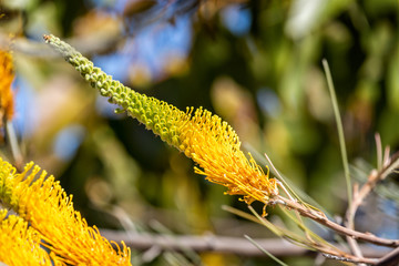 Western Australia wildflowers - close up of stunning yellow flower head