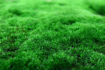 Natural green cover of wild grass